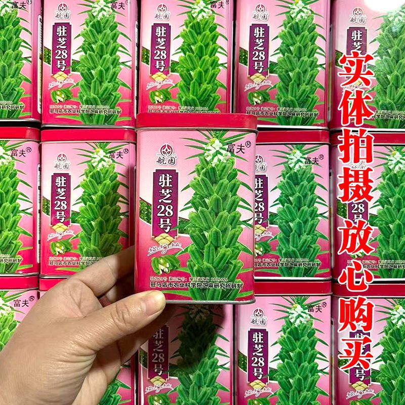 驻芝28号芝麻种子高产杂交白芝麻种高油矮脚榨油芝麻种子籽孑大田