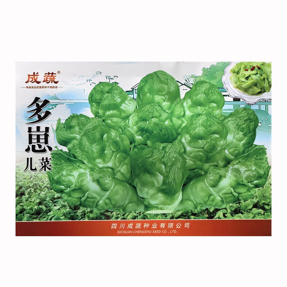 多崽儿菜种子芽仔多个头大肉质细腻多汁秋播耐寒高产抗病大田用种
