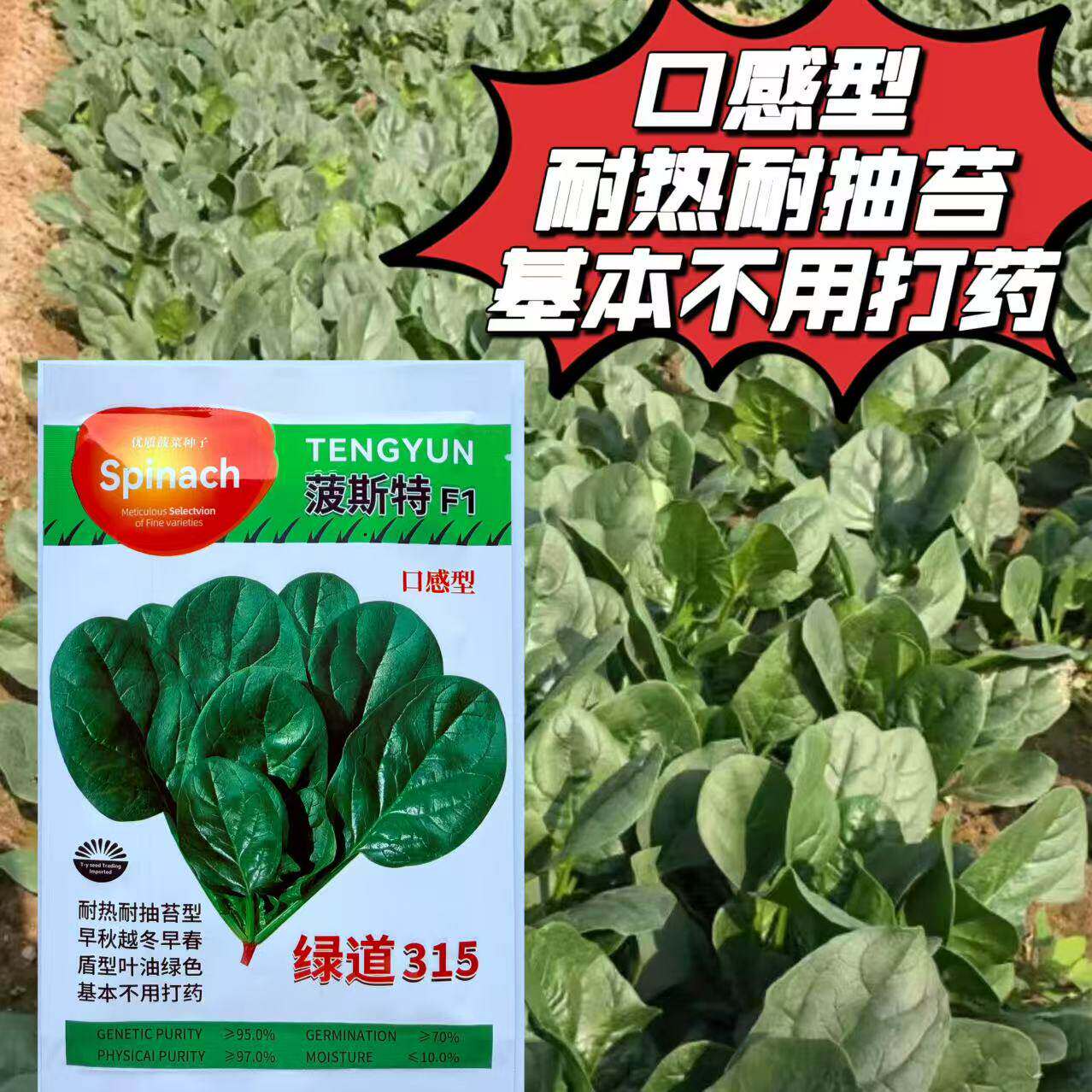 绿道315菠菜种子 波斯特直立耐热王菠菜种子口感型耐热耐寒菠菜籽