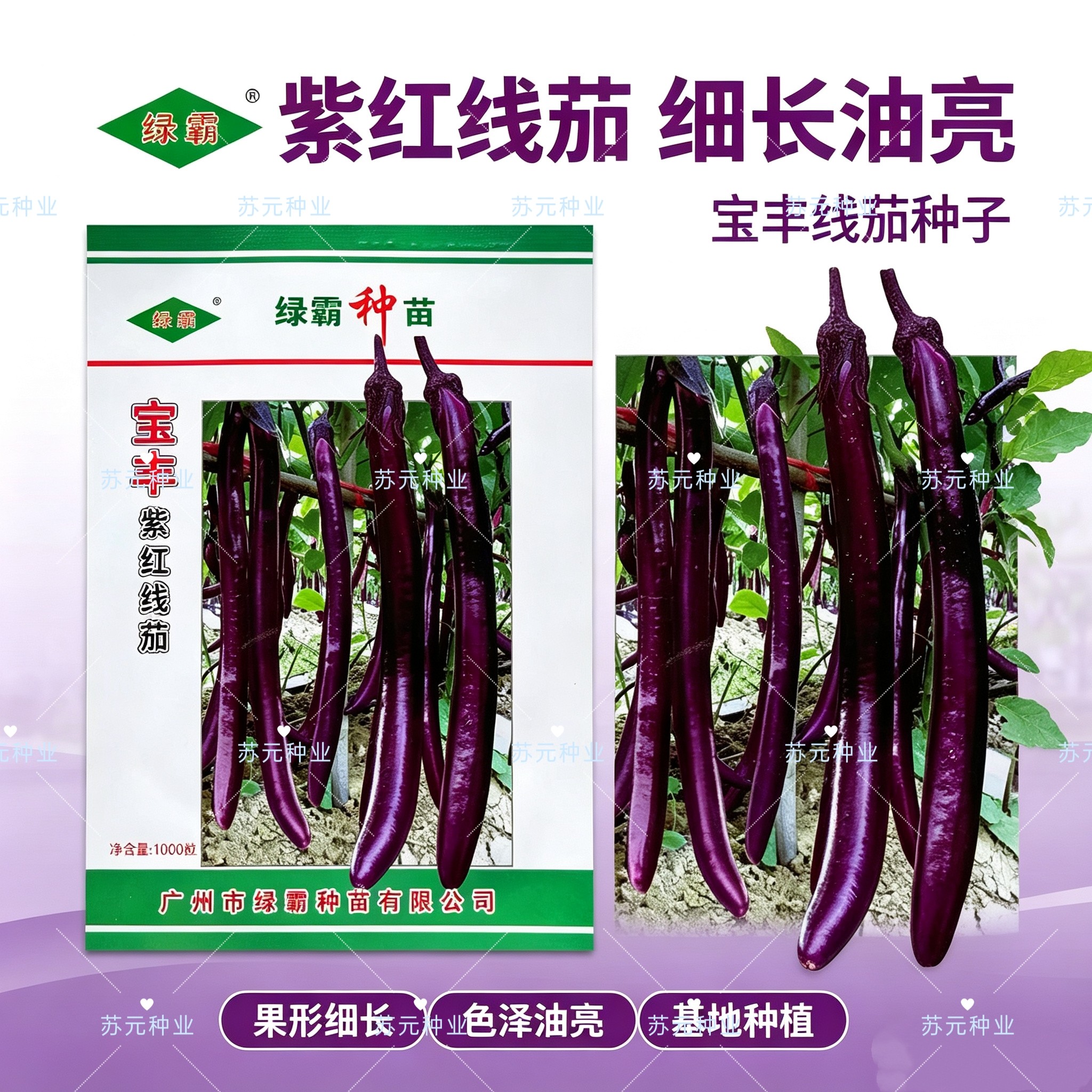 宝丰紫红线茄种子杭茄种子高产紫红线茄种籽早熟耐热耐湿蔬菜种子