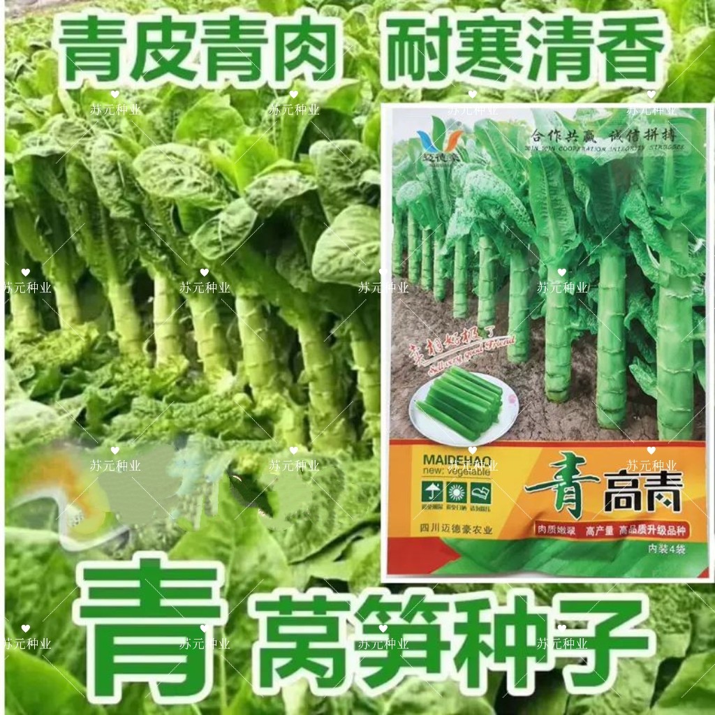 青高青莴苣种子高产耐寒高桩莴笋种籽青皮青肉口感香春秋莴苣种子