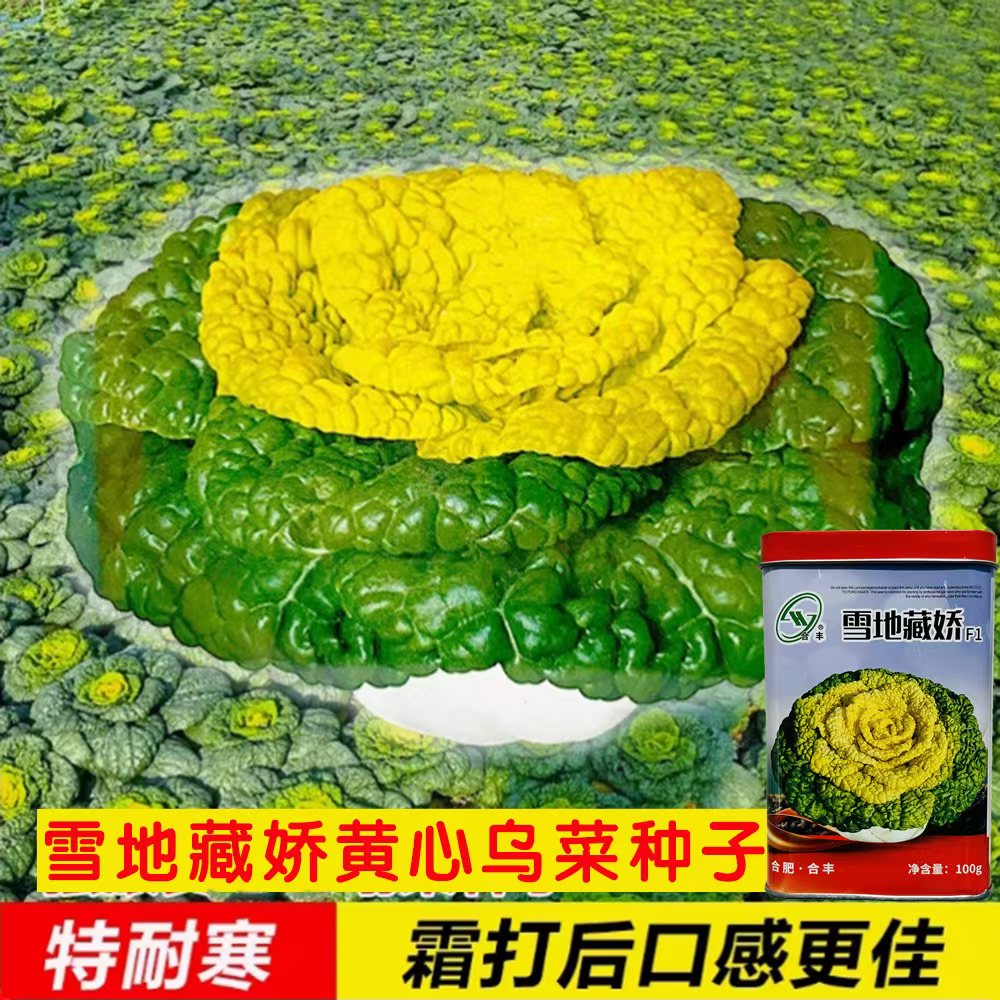 黄心乌菜种子雪地藏娇杂交黄心乌菜种籽黑菜乌塌菜菜籽秋冬季耐寒