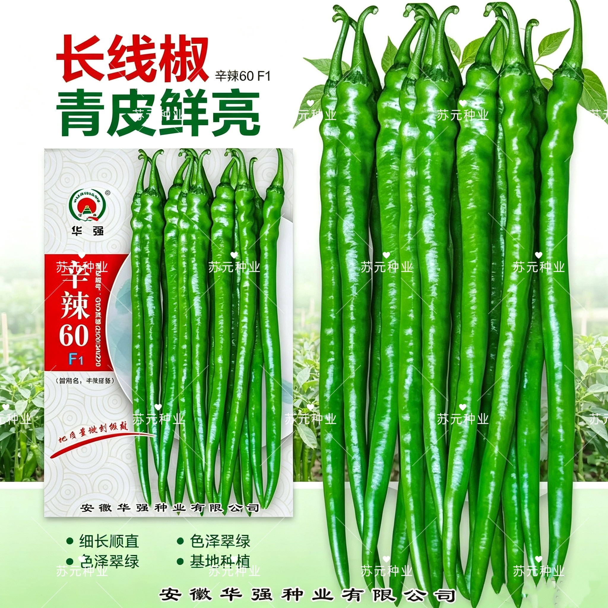 辛辣60辣椒种子红椒特长高产抗病薄皮香辣二荆条线椒种籽线椒种子