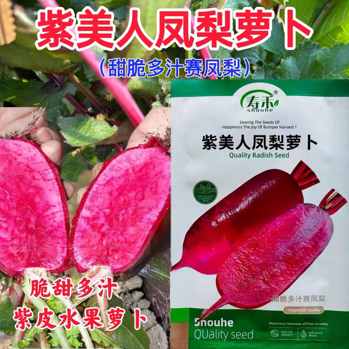 紫美人凤梨水果萝卜种籽红皮红心萝卜种子四季播阳台盆栽萝卜种孑