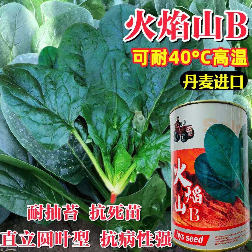 火焰山菠菜种子高产夏季秋季蔬菜孑超耐热夏播菠菜种子种籽