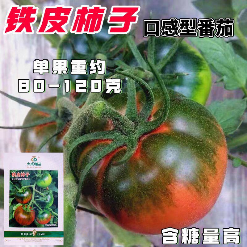 铁皮柿子草莓番茄种子含糖量高带绿尖沙瓤口感水果西红柿耐寒大果