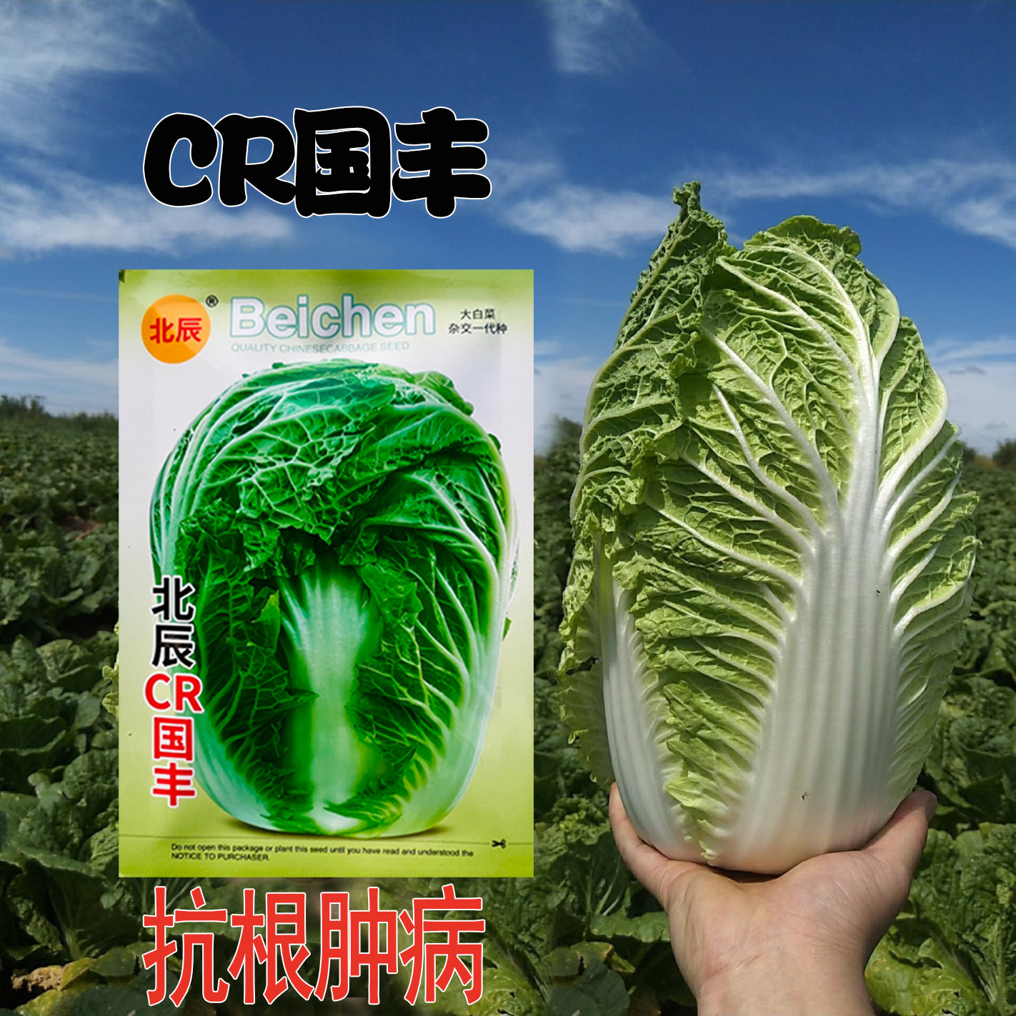 抗根肿病大白菜种子中熟浅黄心秋播白菜种籽绿叶白帮大颗型白菜籽