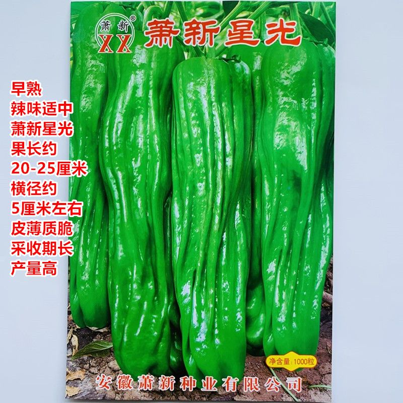 萧新星光辣椒种子早熟长灯笼型辣椒籽薄皮大果高产辣椒基地用种孑