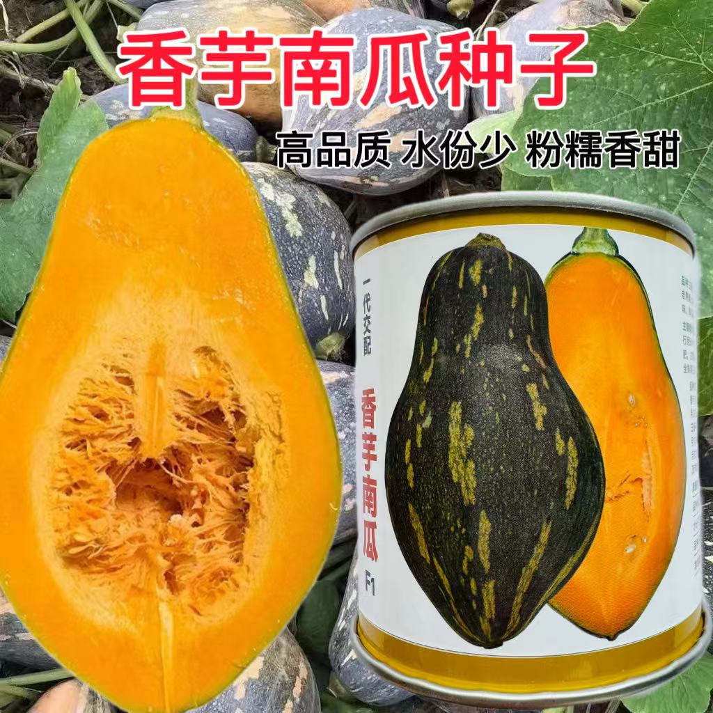 香芋南瓜种子南瓜苗香芋甜糯南瓜金香庭院菜园大田蔬菜种籽四季孑
