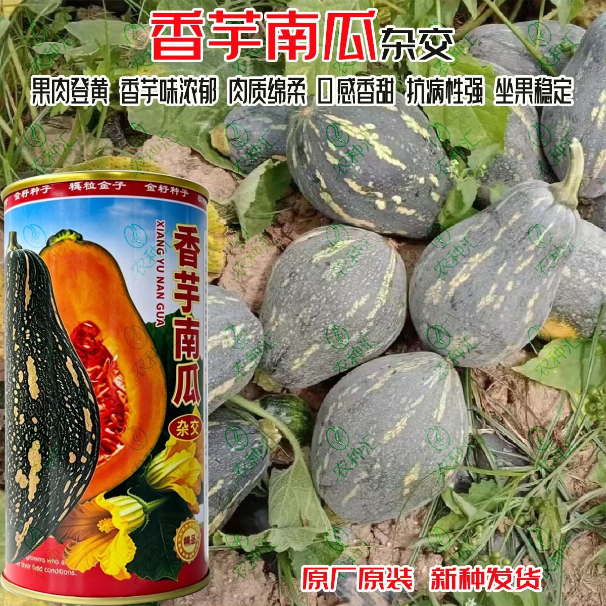神和农香芋南瓜种子杂交香芋味南瓜粉糯香甜高产抗病春秋南瓜种籽
