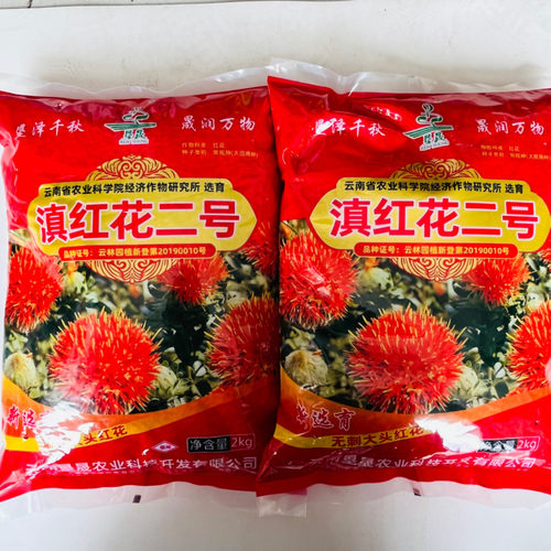 滇红花二号红花种子大花无刺花丝长耐寒耐瘠产量高药材种籽草红花