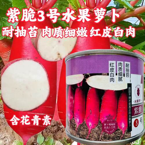 紫脆3号萝卜种子红皮白肉肉质细腻耐抽苔产量高大红袍秋萝卜种子