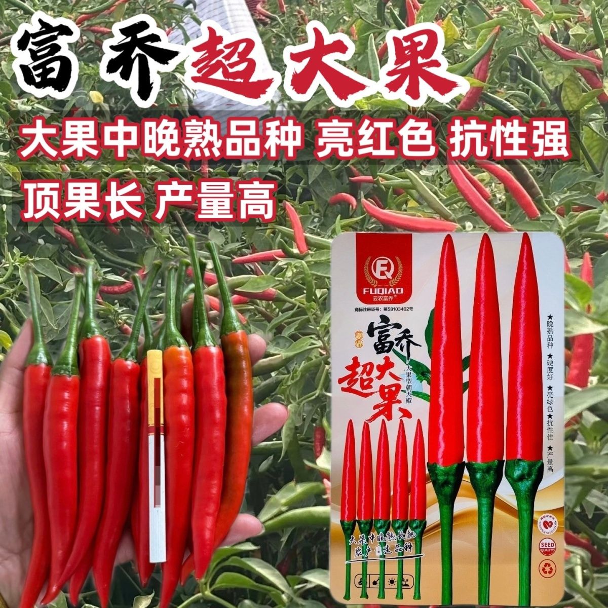 超大果辣椒种子中晚熟大果红辣椒种籽抗病高产大田基地蔬菜种