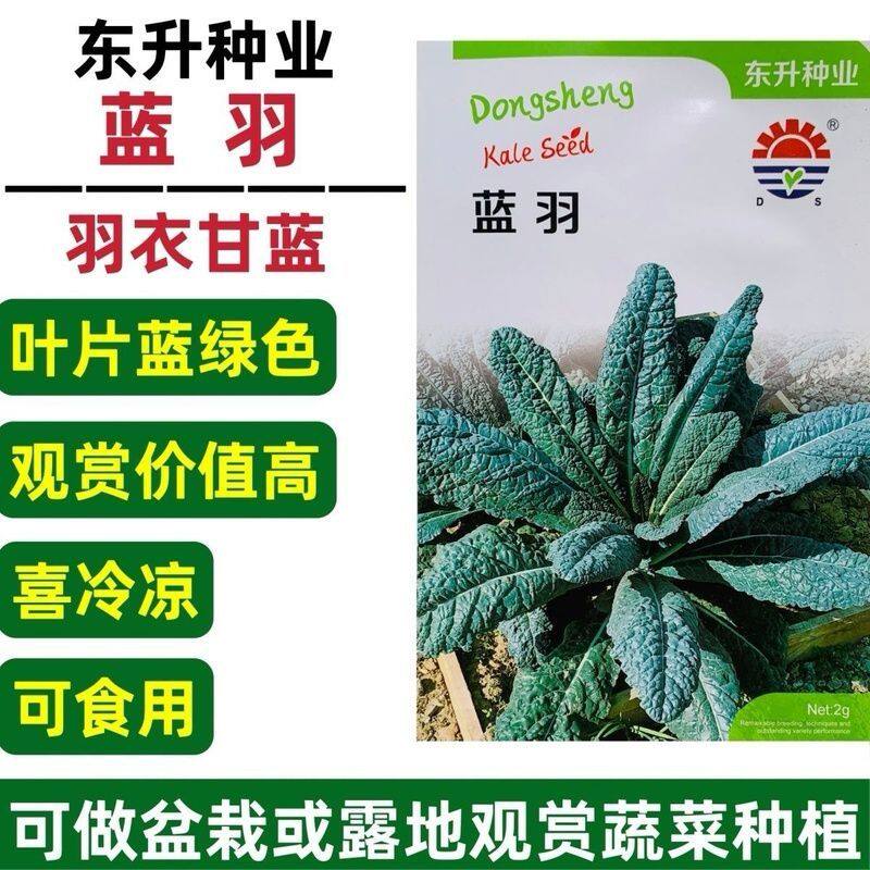 蓝羽皱叶菜种子羽衣甘蓝种子叶用甘蓝脆嫩可口沙拉多次采收春秋播