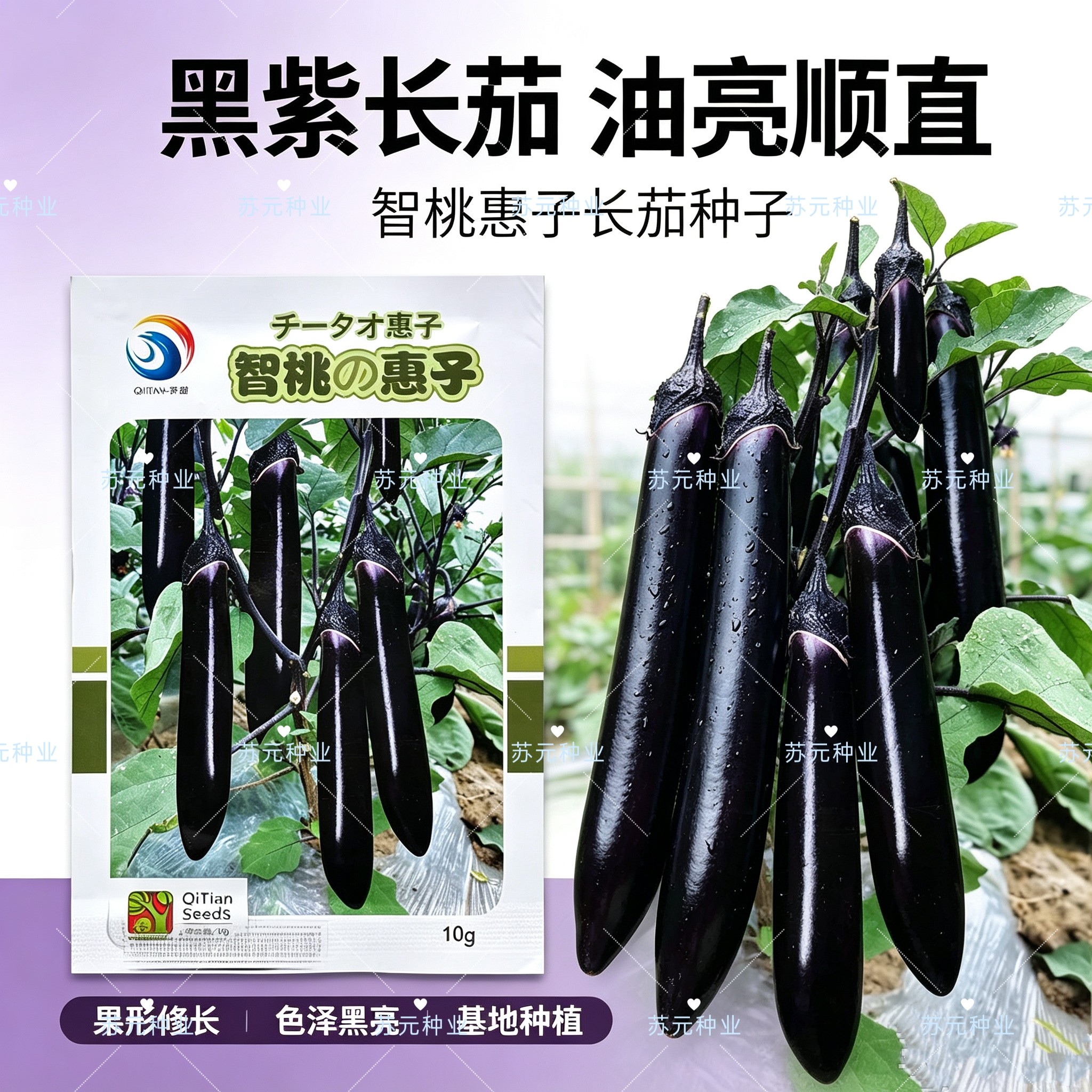 智桃惠子日本引进极早熟一代杂交长茄耐低温弱光高抗黄萎病春秋播