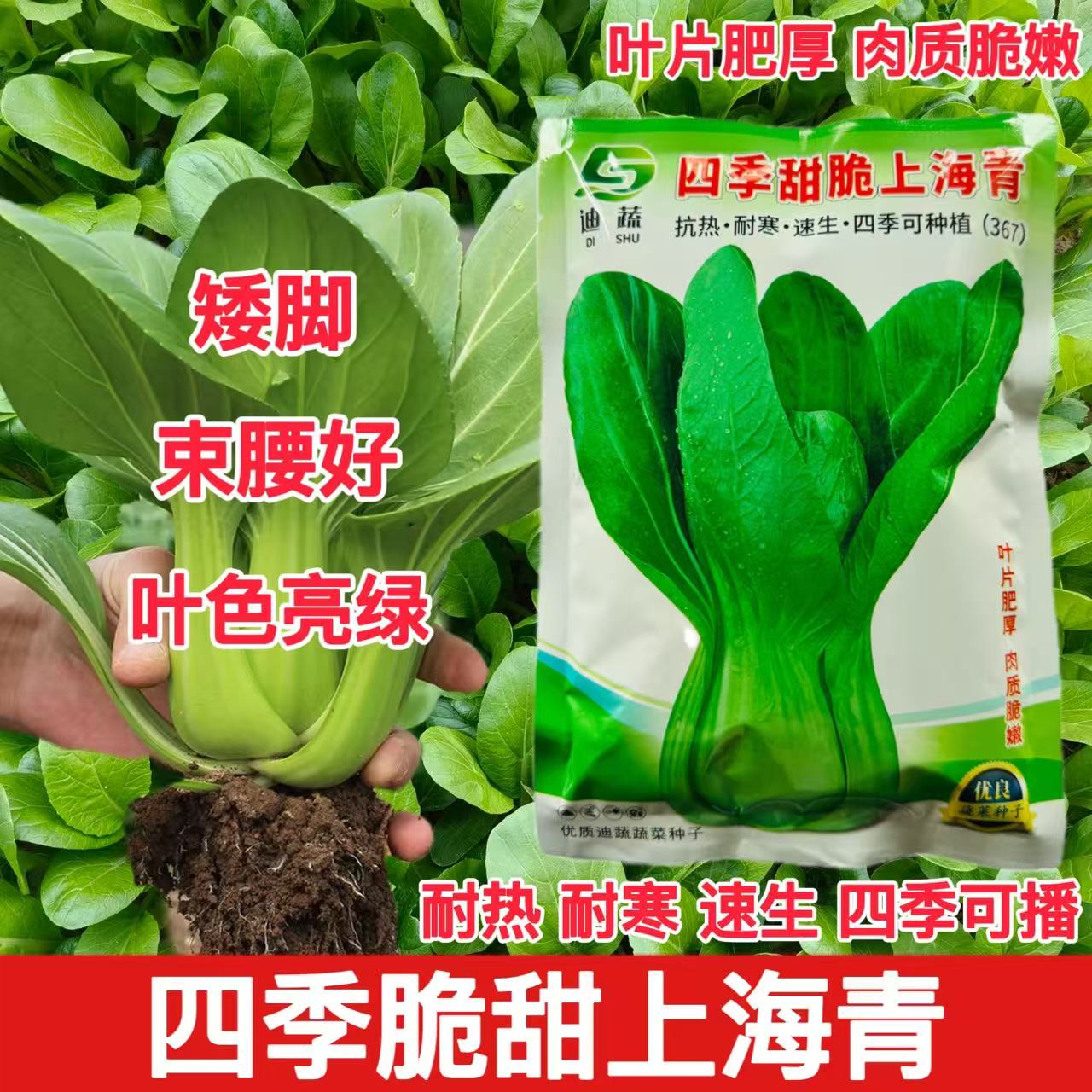 四季甜脆上海青青菜种子耐热耐湿青菜籽速生矮脚青梗菜抗热大田种