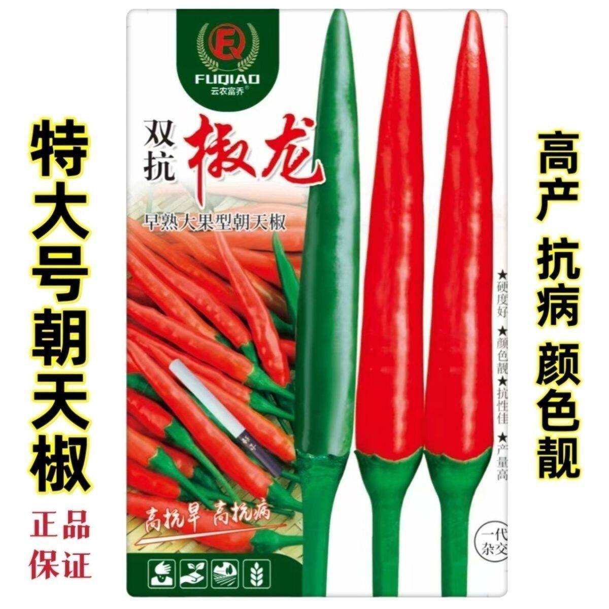 云南热销泰国双抗椒龙朝天椒种子雷神升级特大号朝天辣椒种子抗病