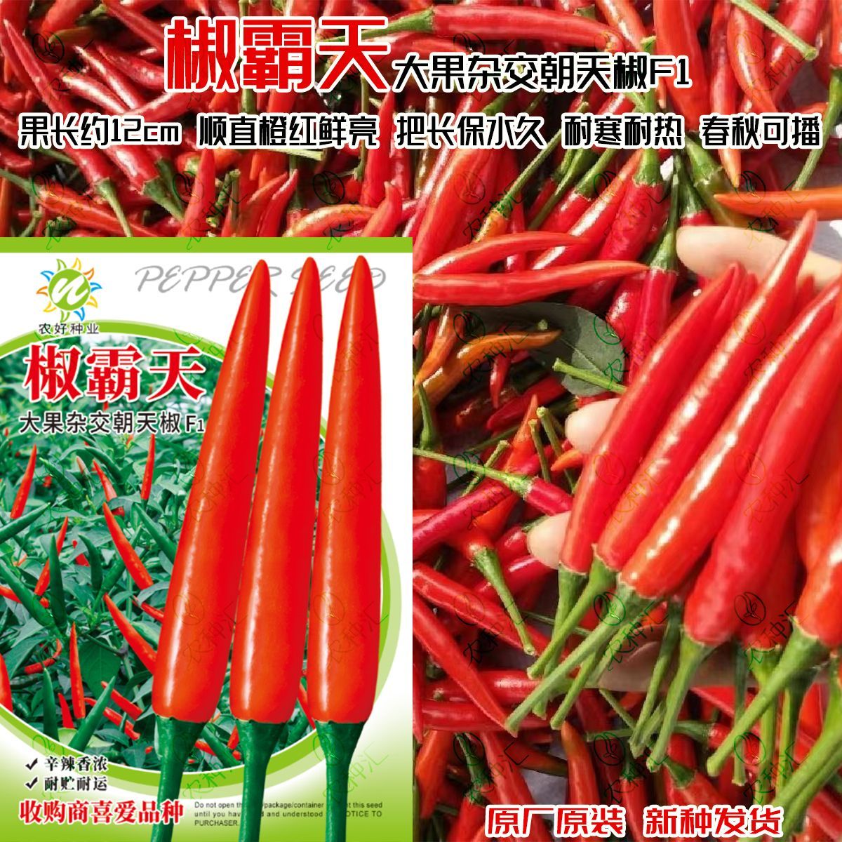 椒霸天大果杂交朝天椒种子高产早中熟硬度好超辣小米辣椒大田种孑
