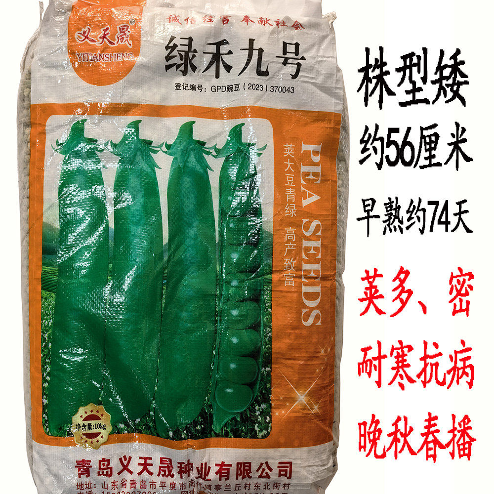 绿禾九号早熟豌豆种子株型矮结荚多密甜脆豌豆种子耐寒抗病豌豆籽