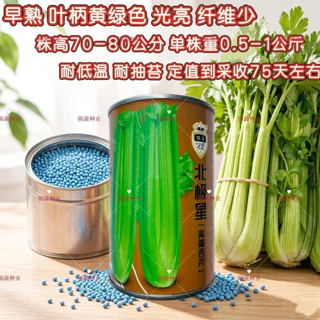 璐通北极星丸粒化西芹种子早熟芹菜种籽耐低温耐抽苔叶柄黄绿光亮