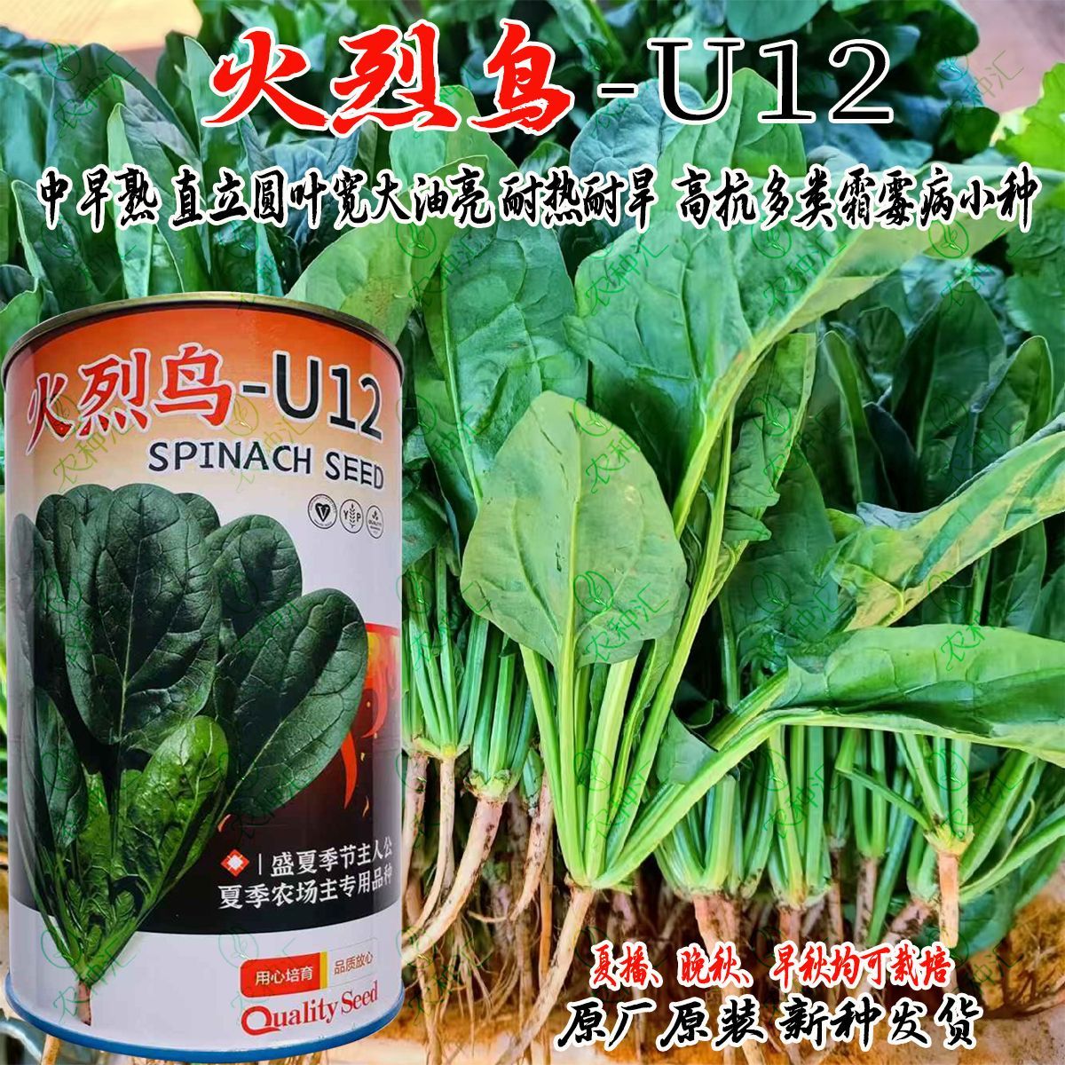 火烈鸟-U12菠菜种子直立耐热青菜籽叶肥厚耐热耐抽苔菠菜种孑夏播