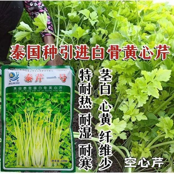 泰芹一号耐高温芹菜种籽泰国引种白骨黄心芹种子耐热空心芹菜种子