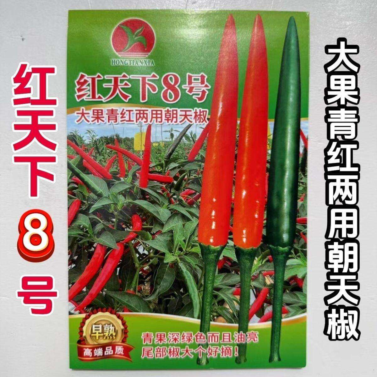 红天下8号辣椒种子大果高产青红两用朝天椒种子大号早熟顺直油亮