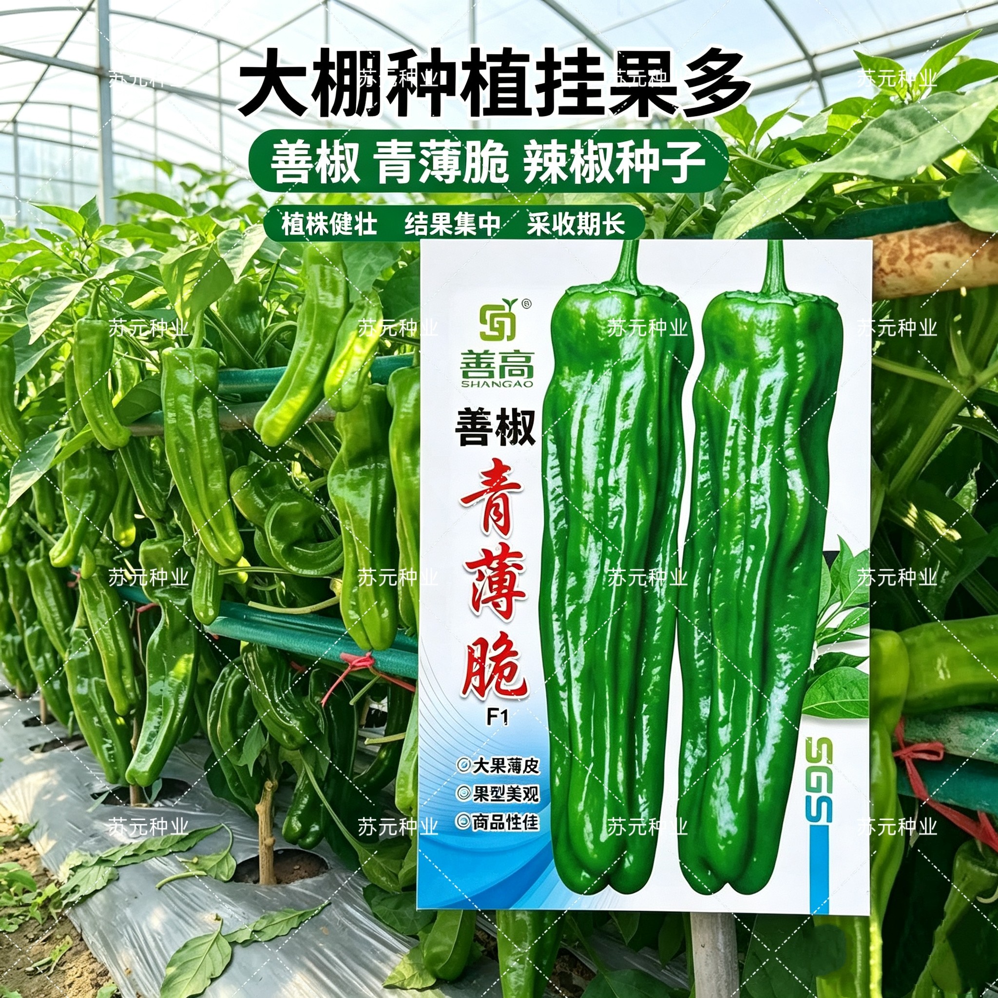 善椒青薄脆辣椒种子大果薄皮泡椒种籽早熟皮薄肉脆高产辣椒种子