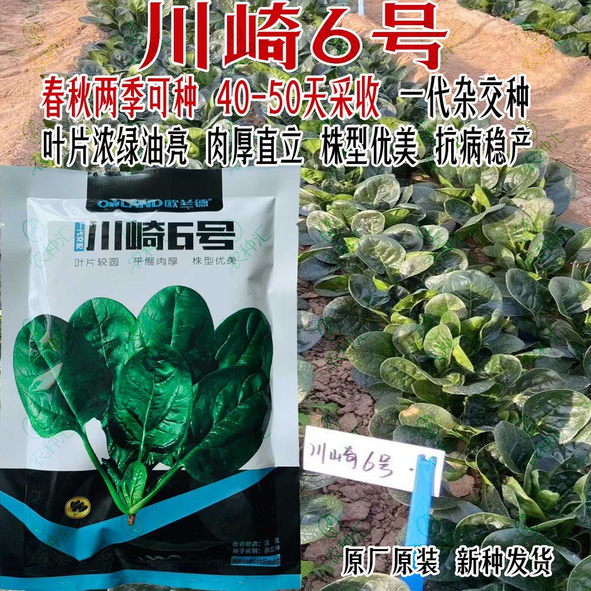 欧兰德川崎6号菠菜种子杂交叶圆肉厚深绿有光泽抗病优质蔬菜种籽