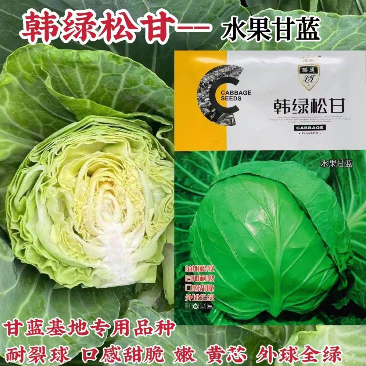 韩绿甘蓝种子璐通韩绿松甘水果甘蓝种子甜脆外球全绿松软耐裂黄芯
