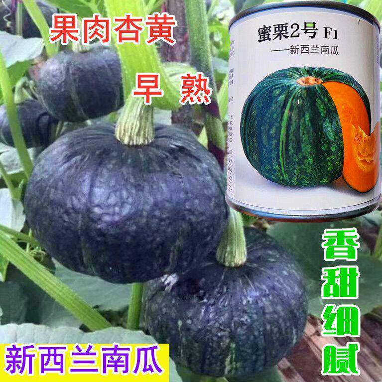 南瓜种子蜜栗2号南瓜高产抗病肉厚细嫩粉糯甘面香甜优质南瓜种籽