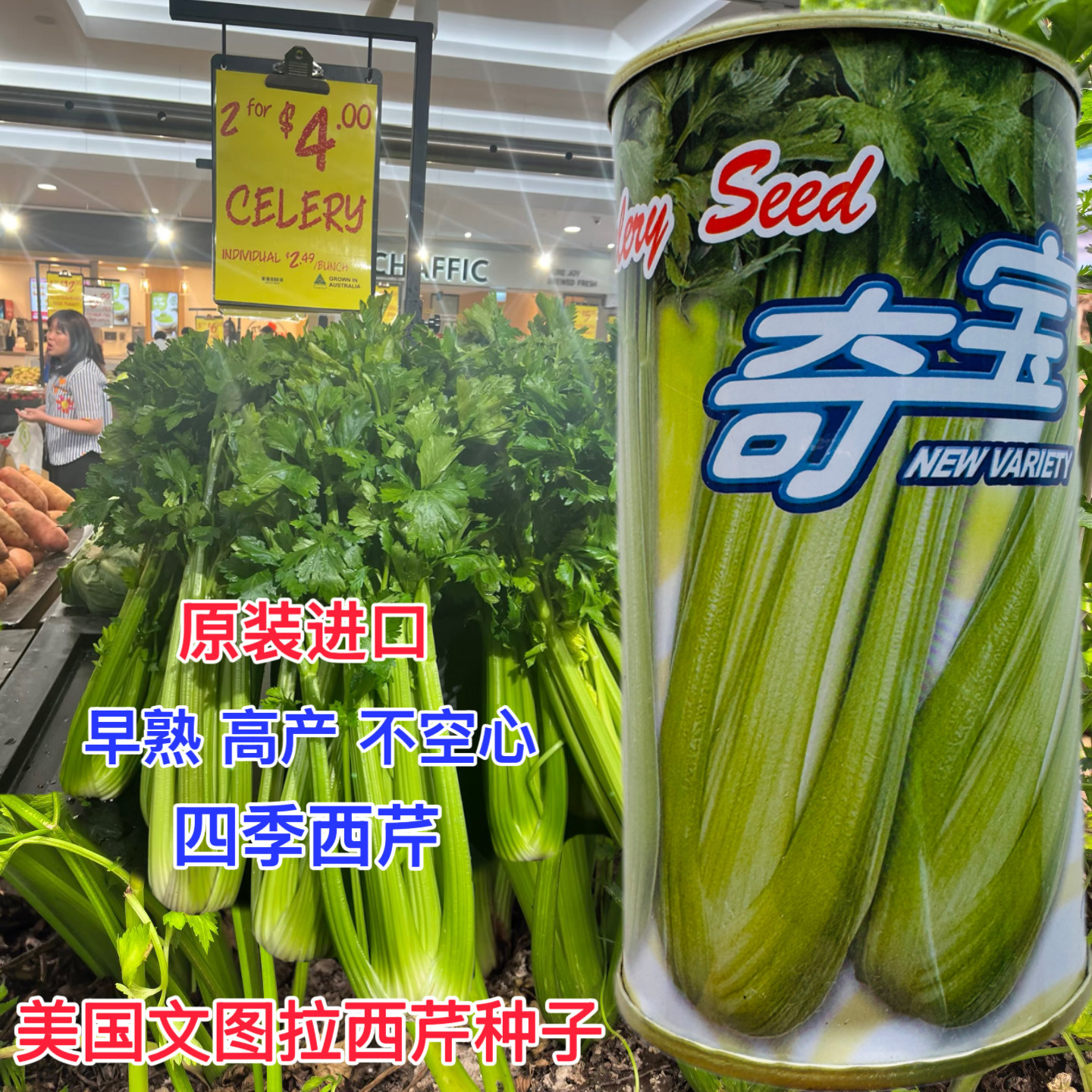 奇宝西芹种子四季黄嫩高产脆嫩香芹芹菜种籽抗病耐热抗病高产抗倒