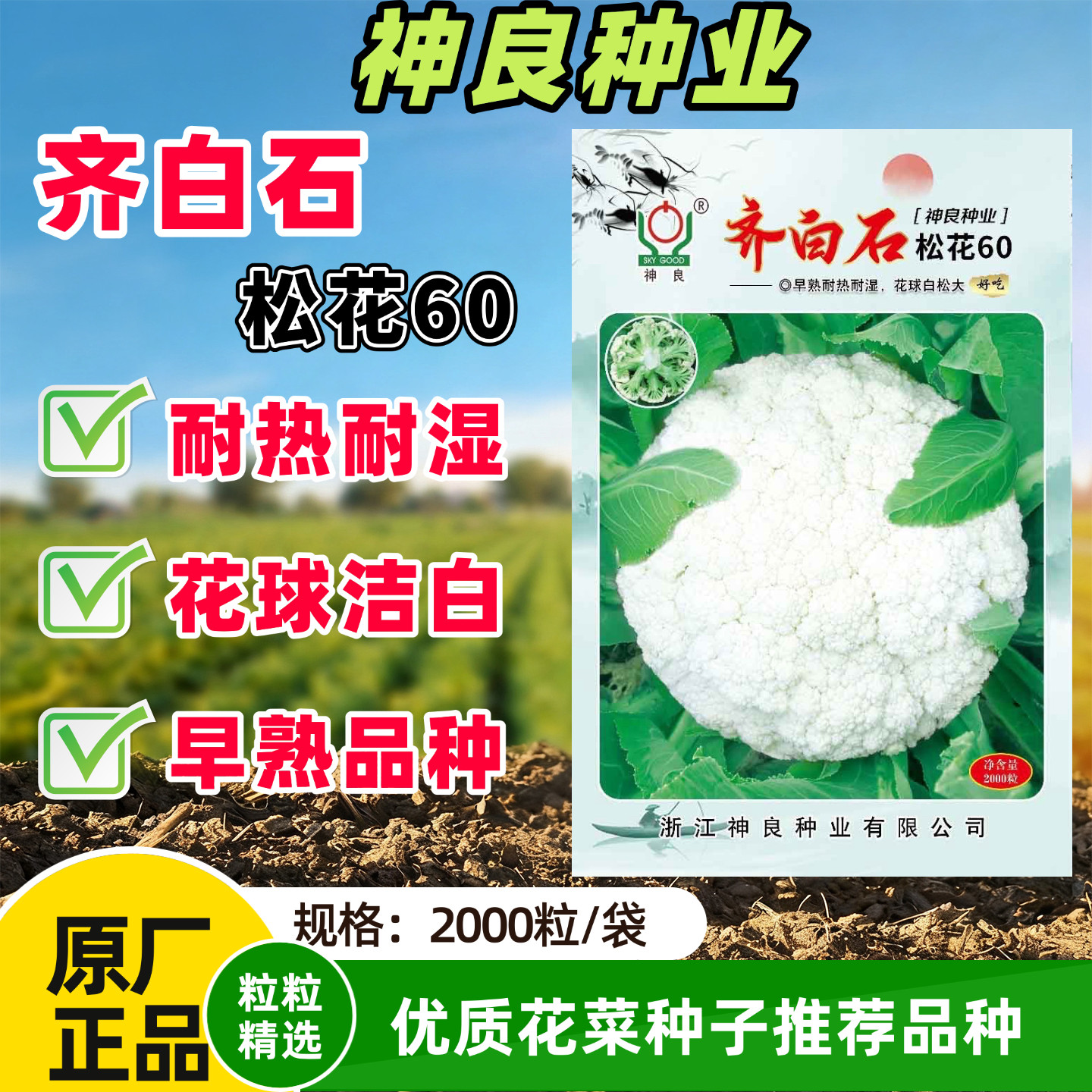齐白石松花60花菜种子早熟有机青梗松花菜耐热大田春秋播蔬菜种籽