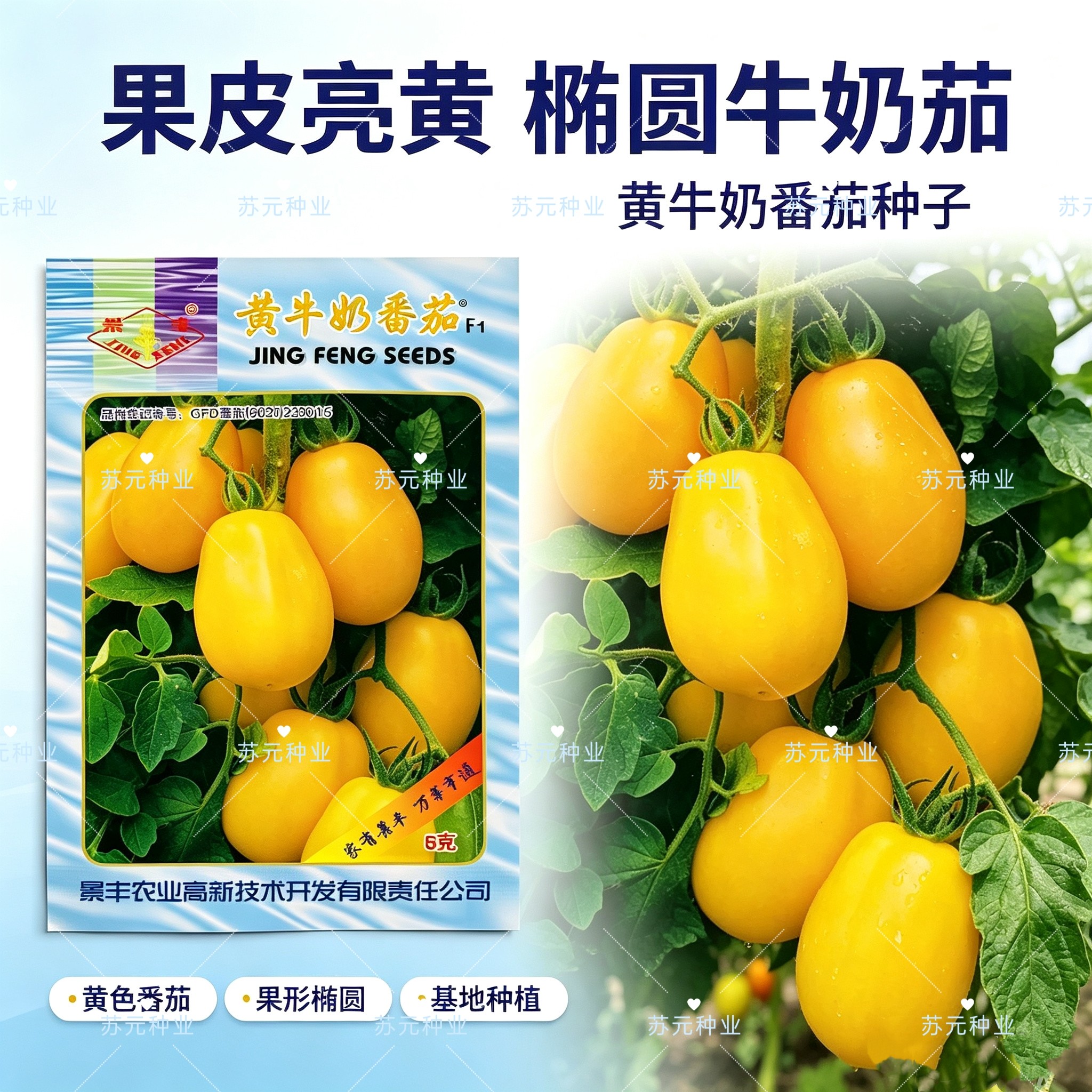 黄牛奶小番茄种子高产无限生长型黄小西红柿种黄圣女果四季蔬菜孑