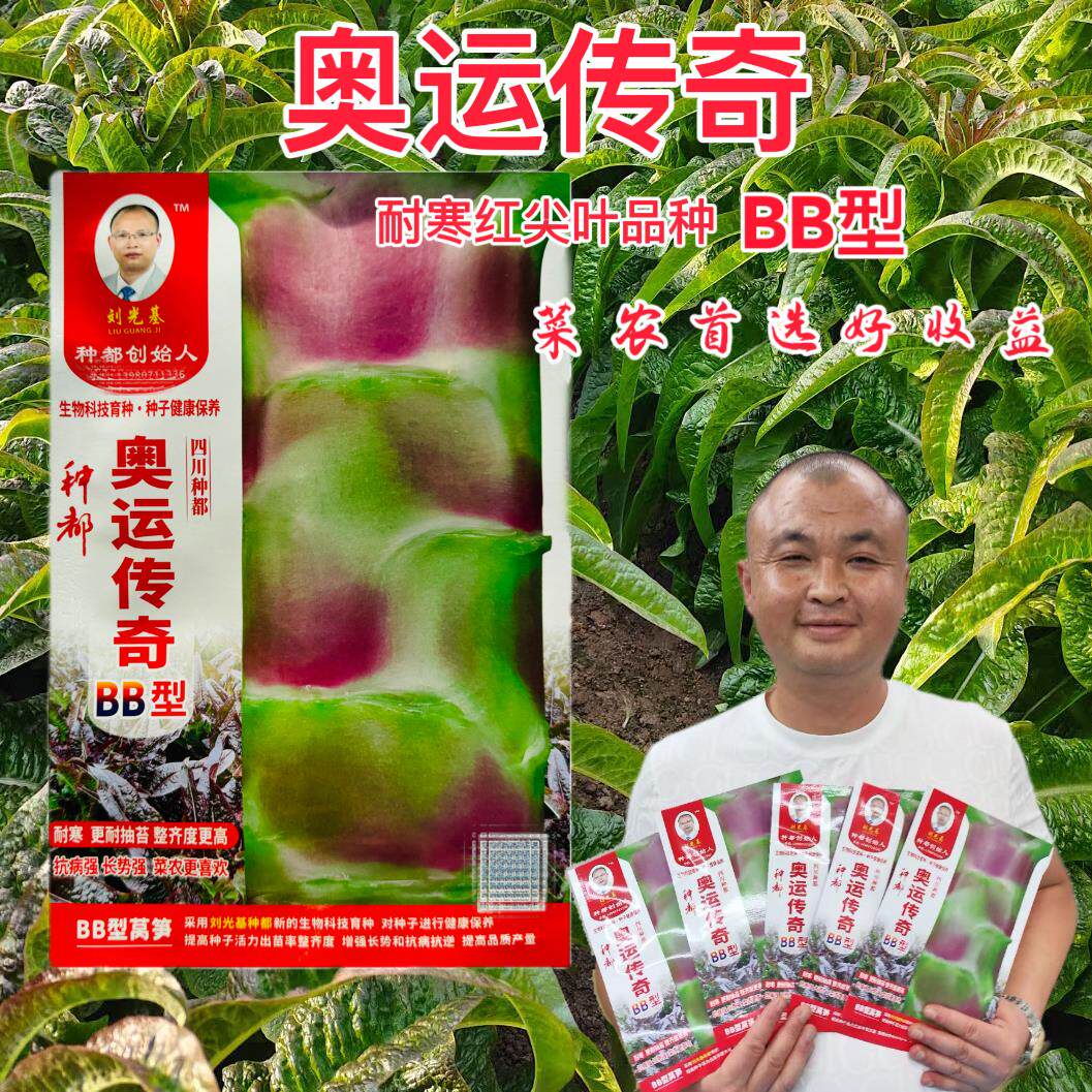红尖叶莴笋种子新鲜家用红皮耐寒耐热尖叶莴笋种子春秋两季播莴苣