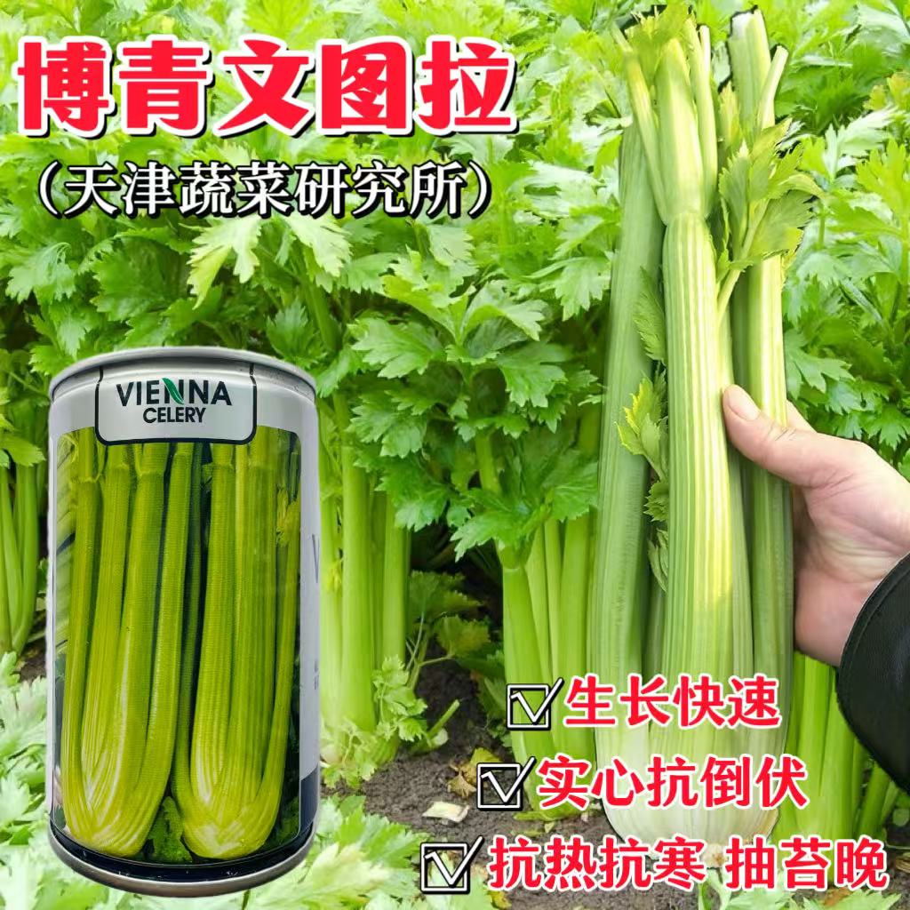 博青文图拉西芹种子高产抗病耐抽苔抗热耐寒芹菜种子四季蔬菜种孑