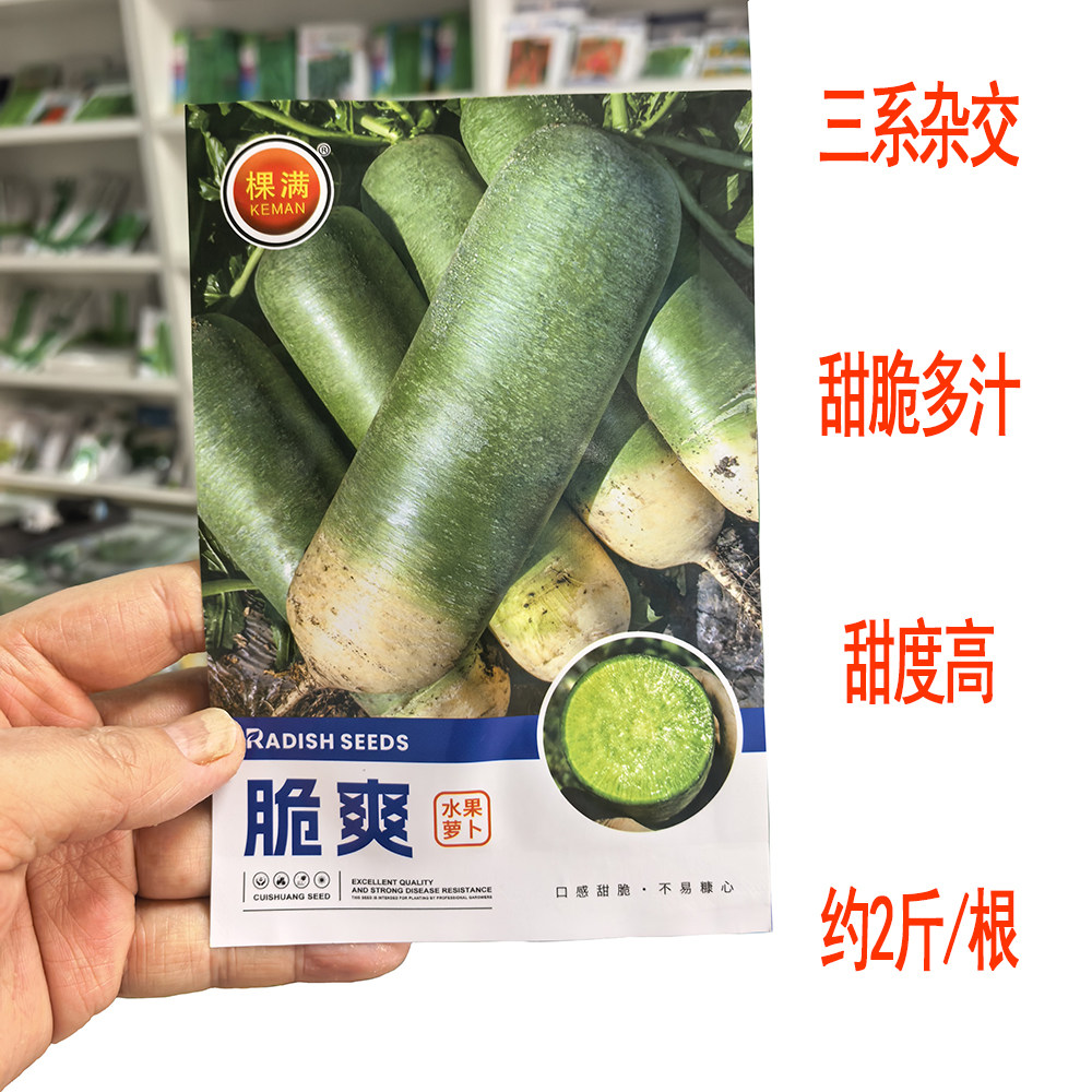 三系杂交水果萝卜种子青皮高糖脆爽青屁水果萝卜生吃脆甜高产优质