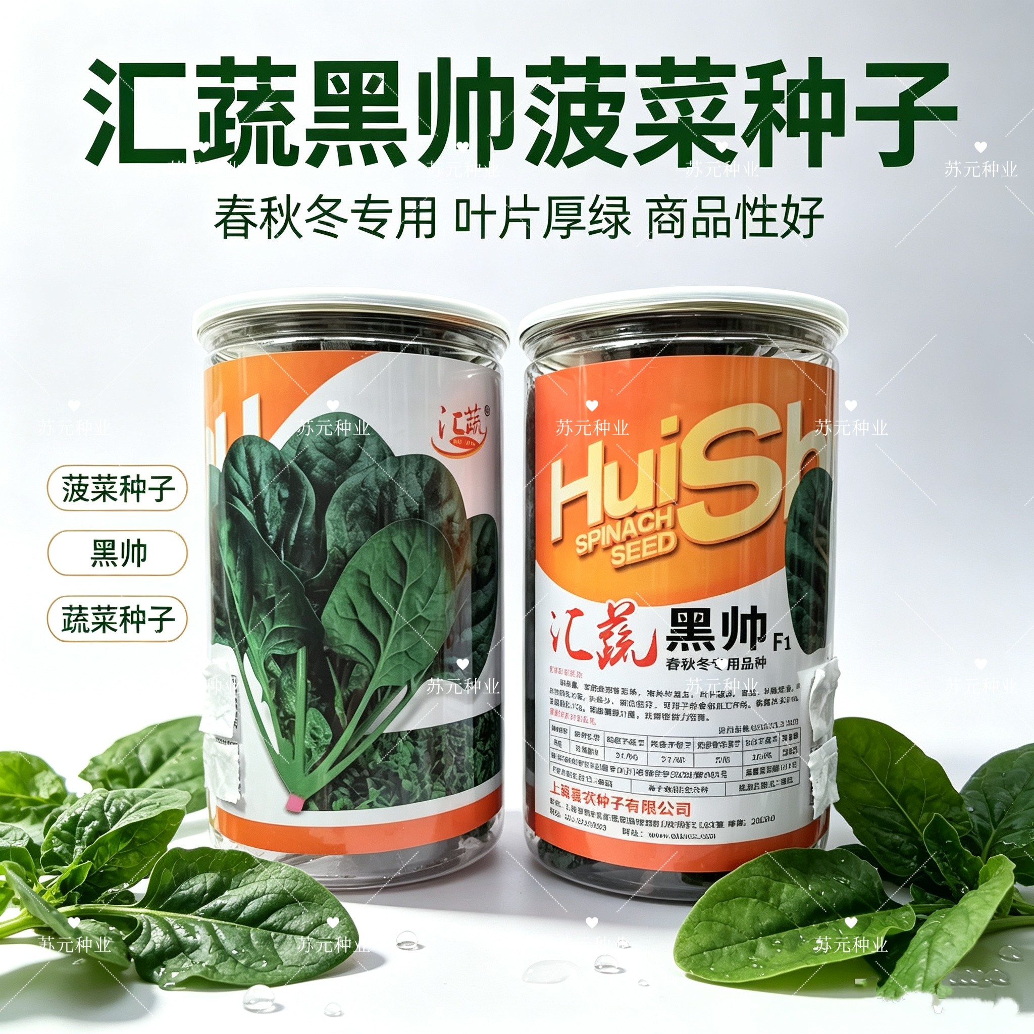 汇蔬黑帅菠菜种子半直立菠菜厚叶圆润深绿色耐抽苔春秋冬专用品种
