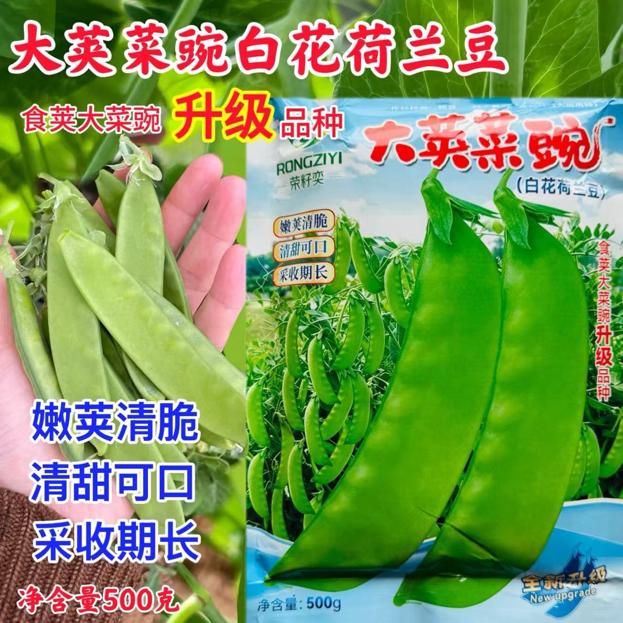 大荚菜豌白花荷兰豆种子四季豌豆种高产菜豌豆种孑春秋大荚蔬菜孑