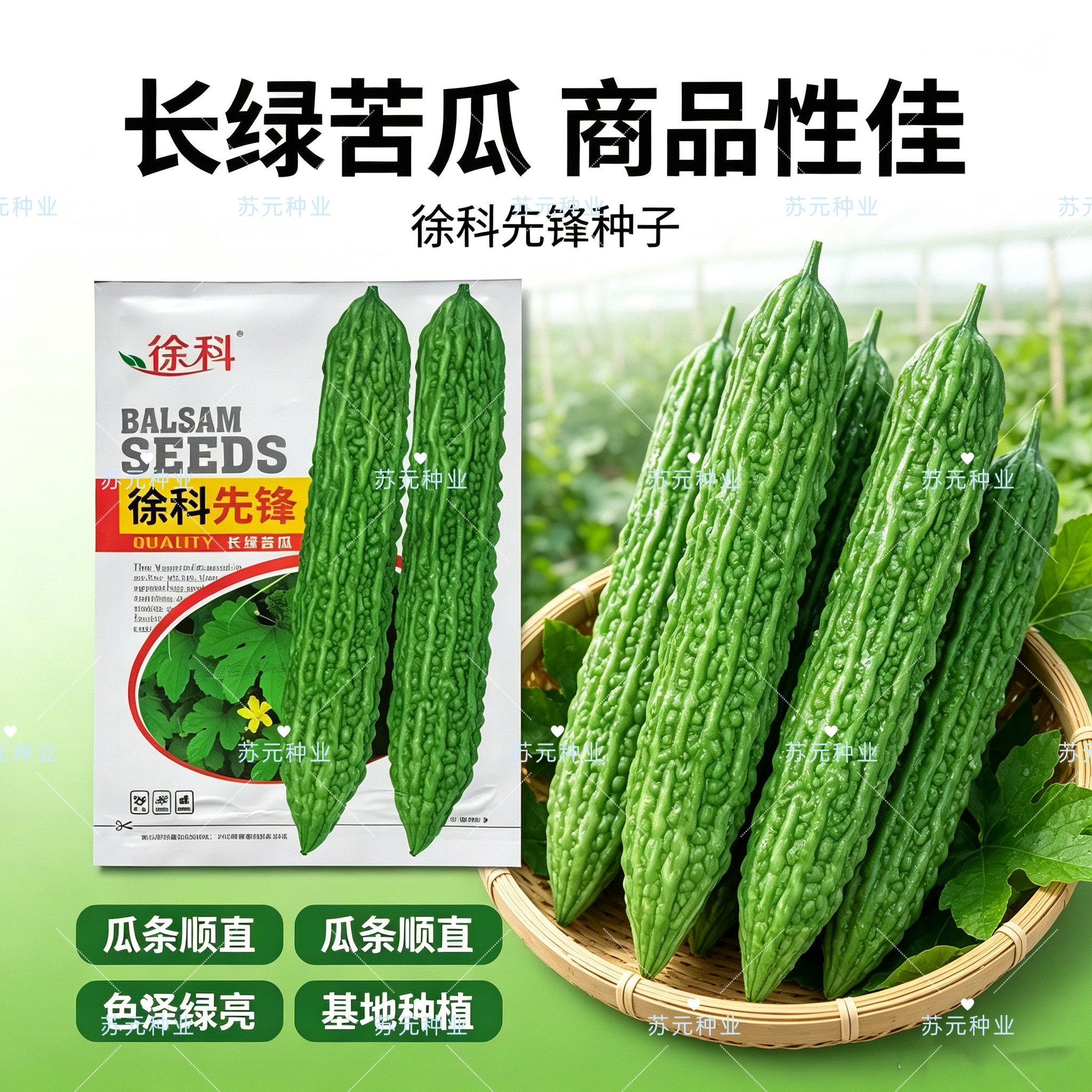 徐科先锋苦瓜种子早熟耐热抗病长绿厚肉高产春秋可播适全国各省种