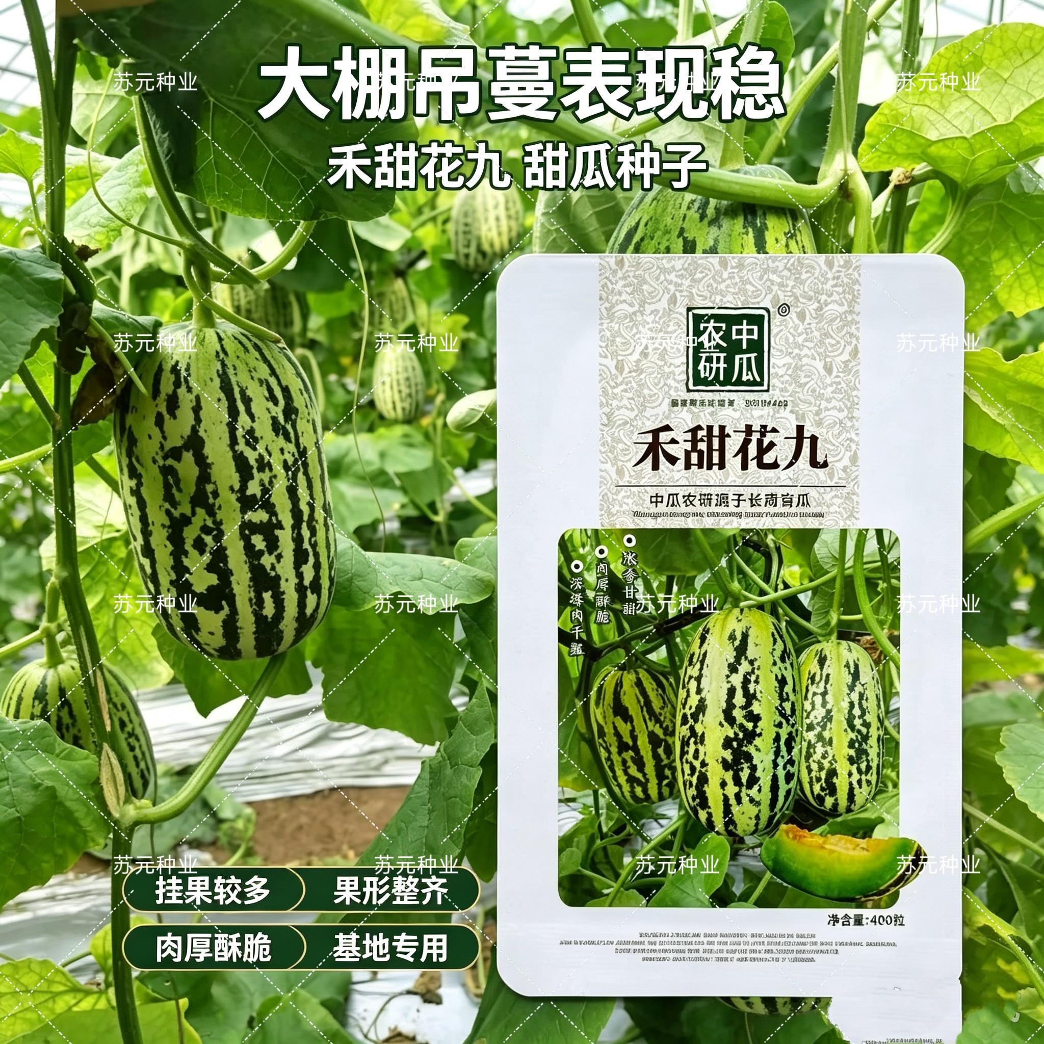 禾甜花九薄皮甜瓜种子正宗早熟甜瓜清香脆甜甘甜抗病高产深绿红瓤