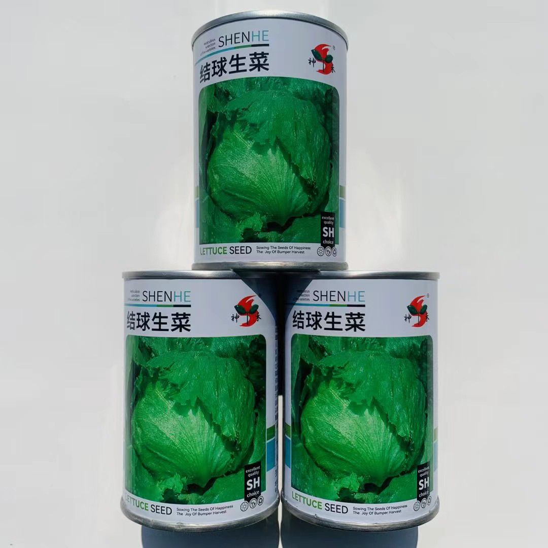 生菜种子结球球形生菜种籽西水培圆蔬菜四季春季菜籽蔬菜种孑春秋