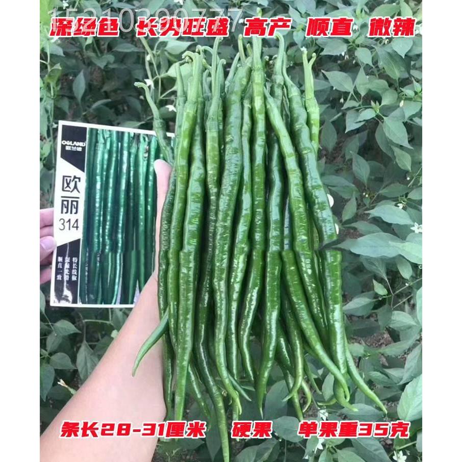 欧兰德欧丽314线椒种子 深墨绿特长型高产黑线椒条椒辣椒种子籽孑