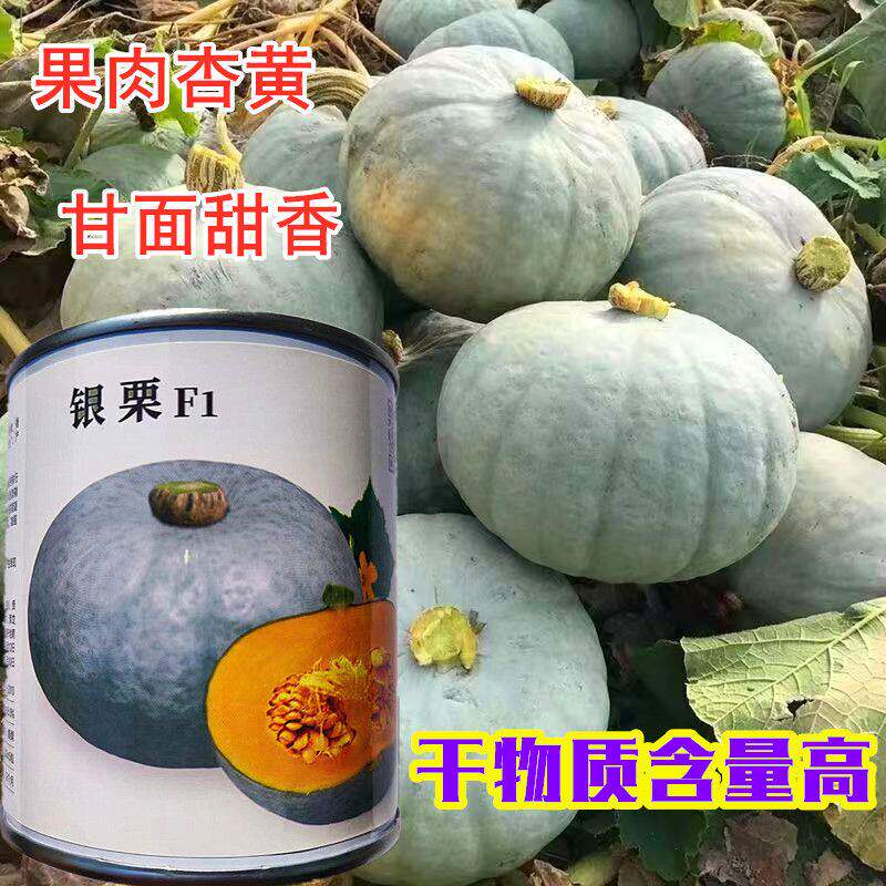南瓜种子神禾银栗南瓜高产抗病肉厚细嫩粉糯甘面香甜优质南瓜种籽