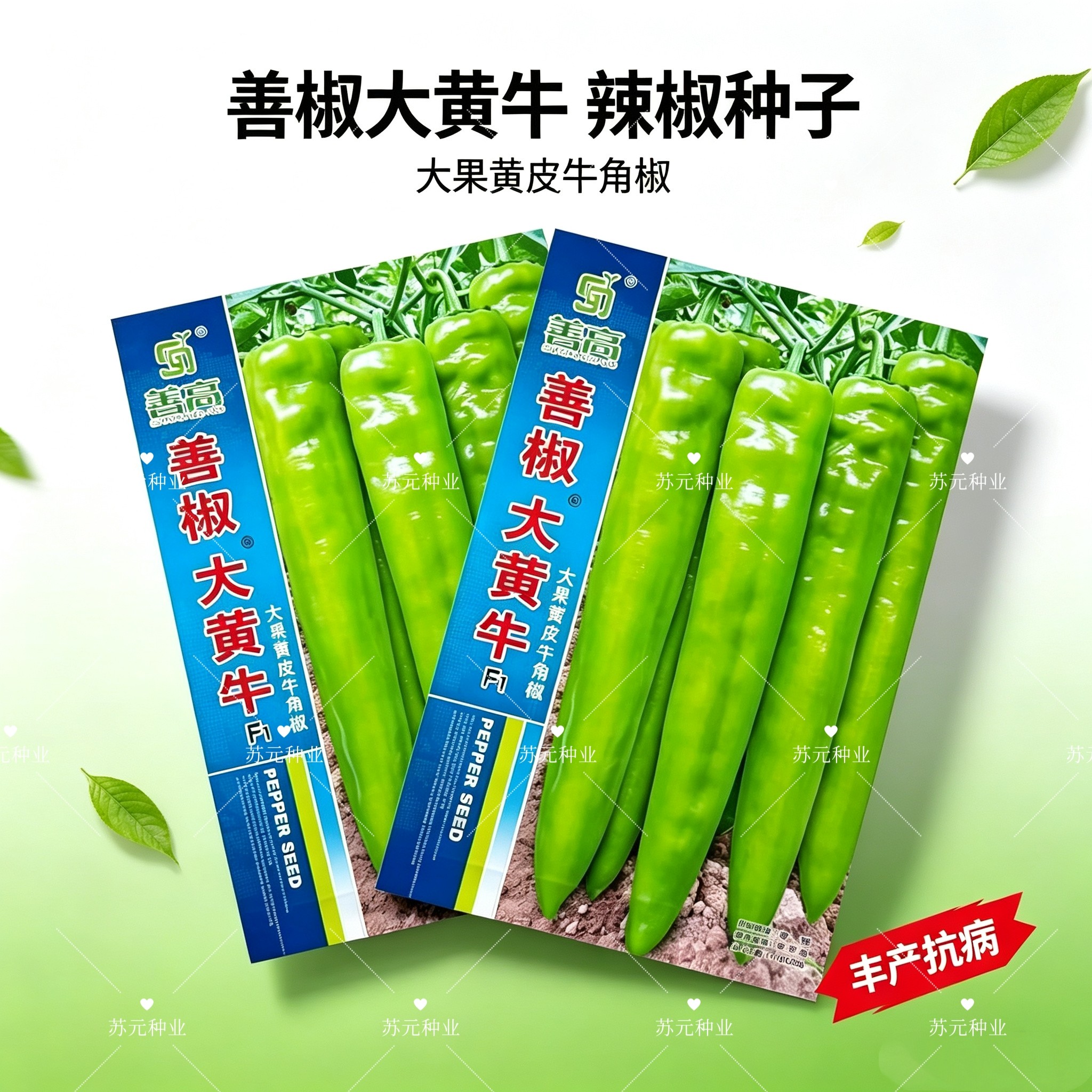 善椒大黄牛长果型辣椒种子黄绿皮早中熟耐热耐运输高产牛角椒种孑