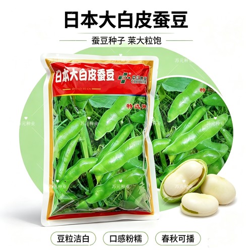 日本大白皮蚕豆种子高产抗病耐寒白皮海门大白皮冬蚕豆种籽孑