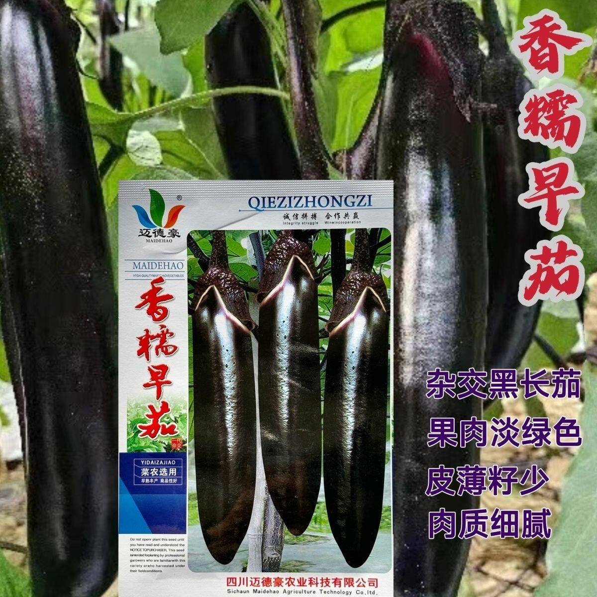 迈德豪香糯早茄子种子早熟皮薄籽少甜糯紫黑长茄种籽绿肉春秋播