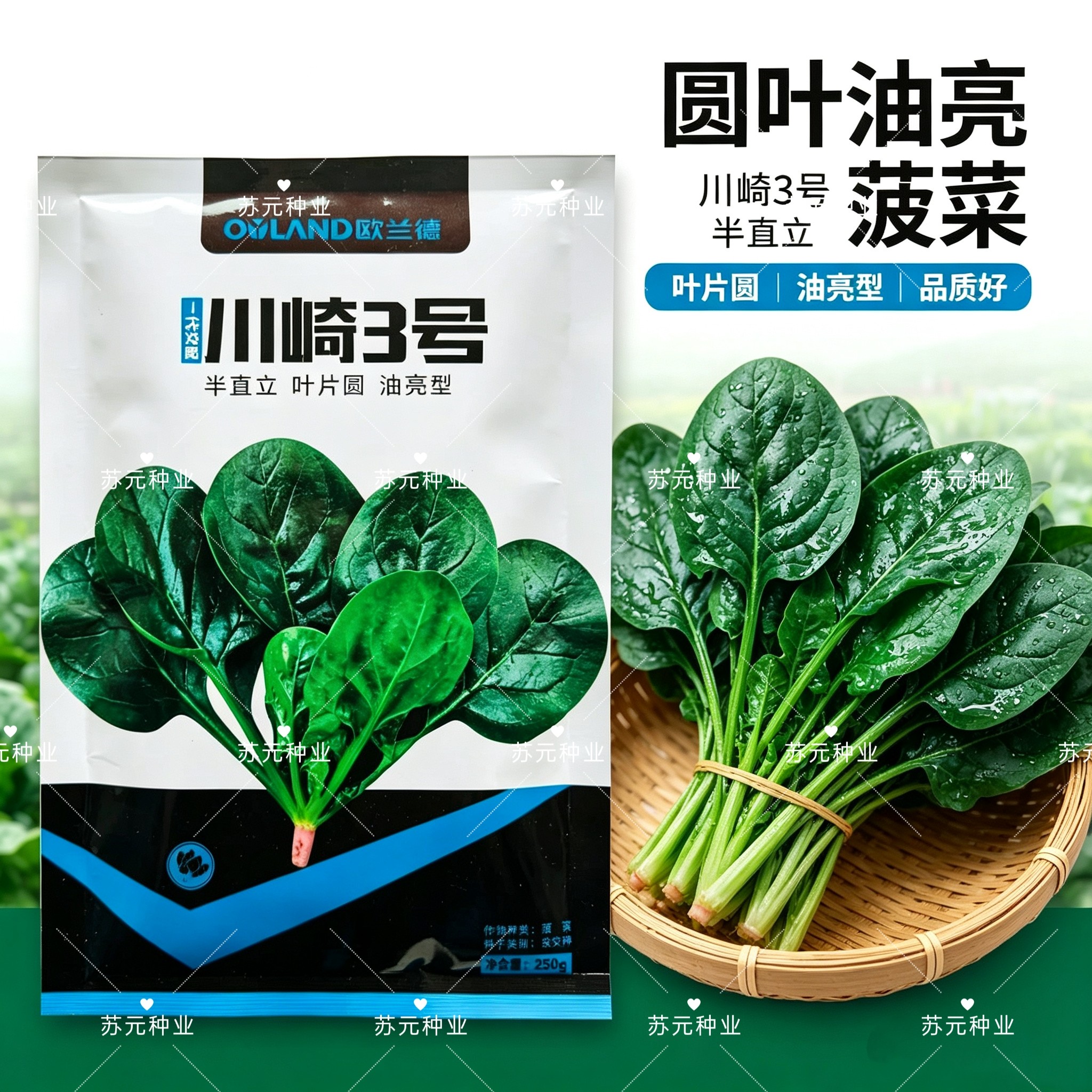 川崎3号趴地菠菜种子耐寒秋冬杂交油亮菠菜种子半直立菠菜种籽