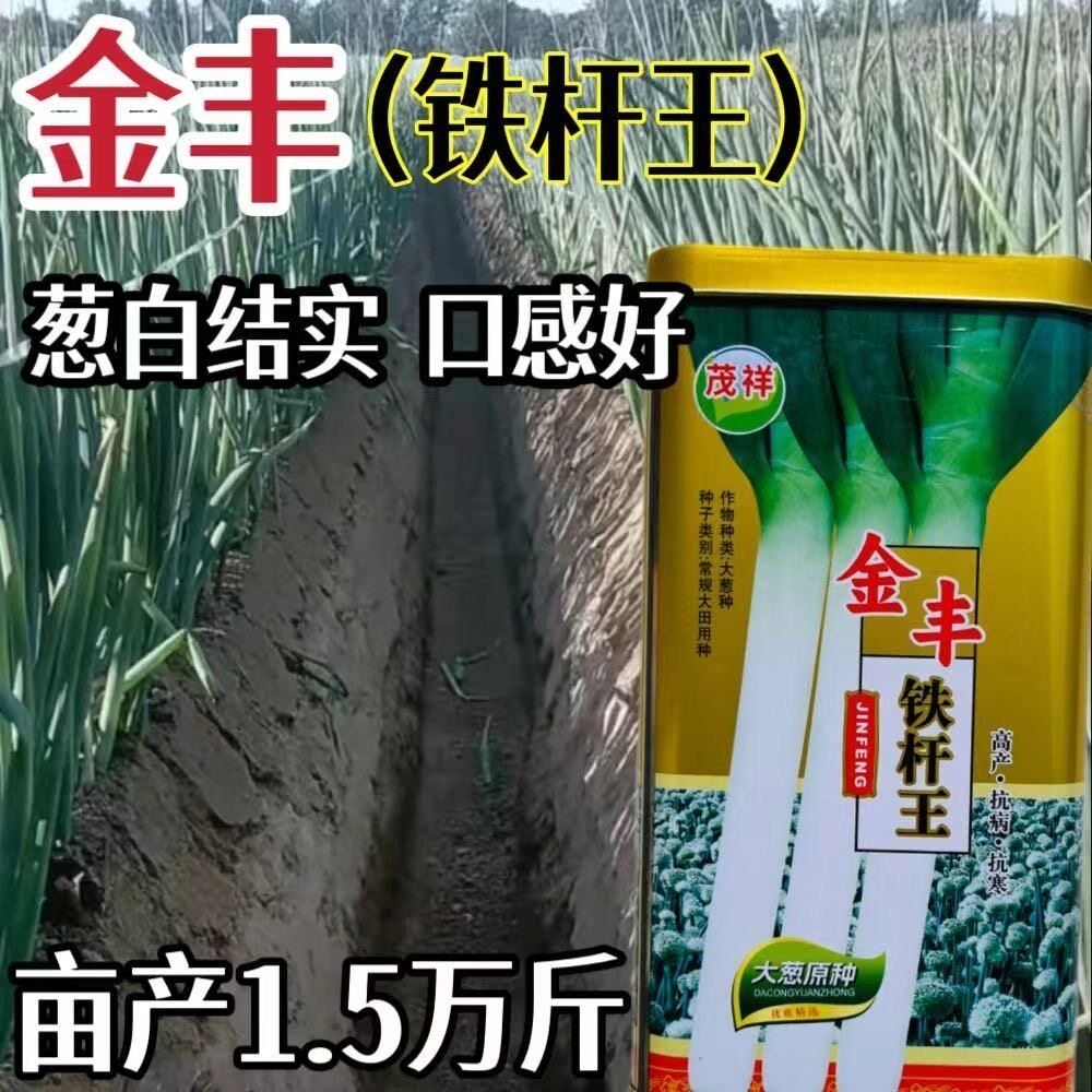 金丰铁杆王大葱种子山东章丘铁杆葱籽四季速生高产耐寒耐热蔬菜籽