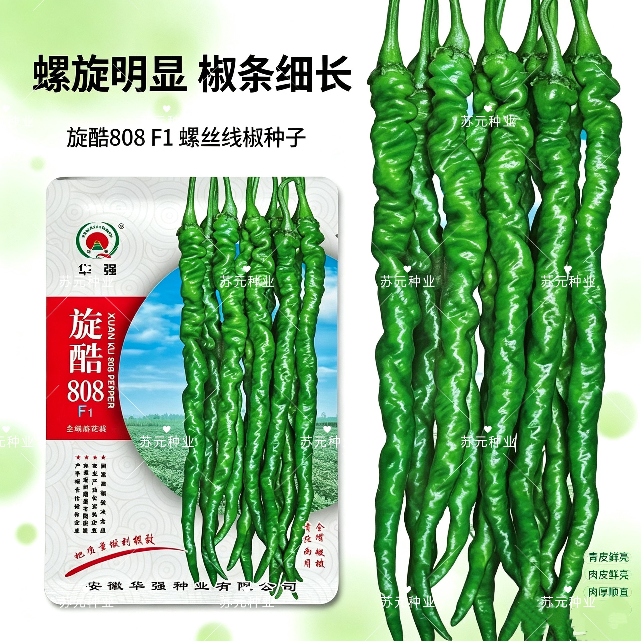 旋酷808全螺麻花线辣椒籽中早熟果色翠绿果面褶皱多皮薄质脆辣椒